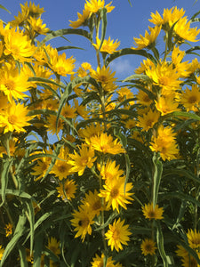 Helianthus maximiliani - Maximillian Sunflower
