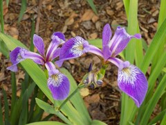 Iris versicolor - Blue Flag Iris