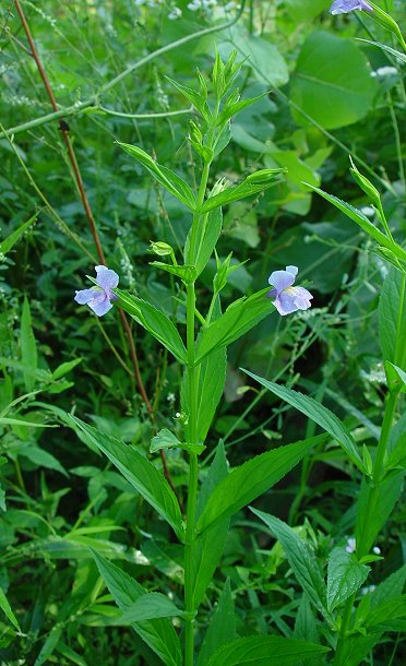 Mimulus ringens - Monkey Flower