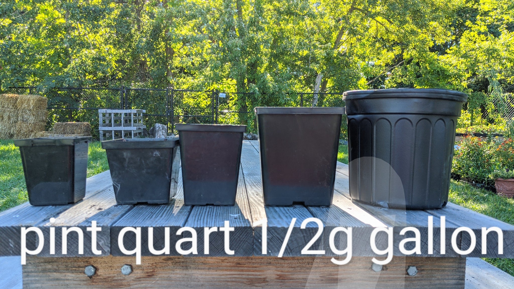 Native Plant pot size