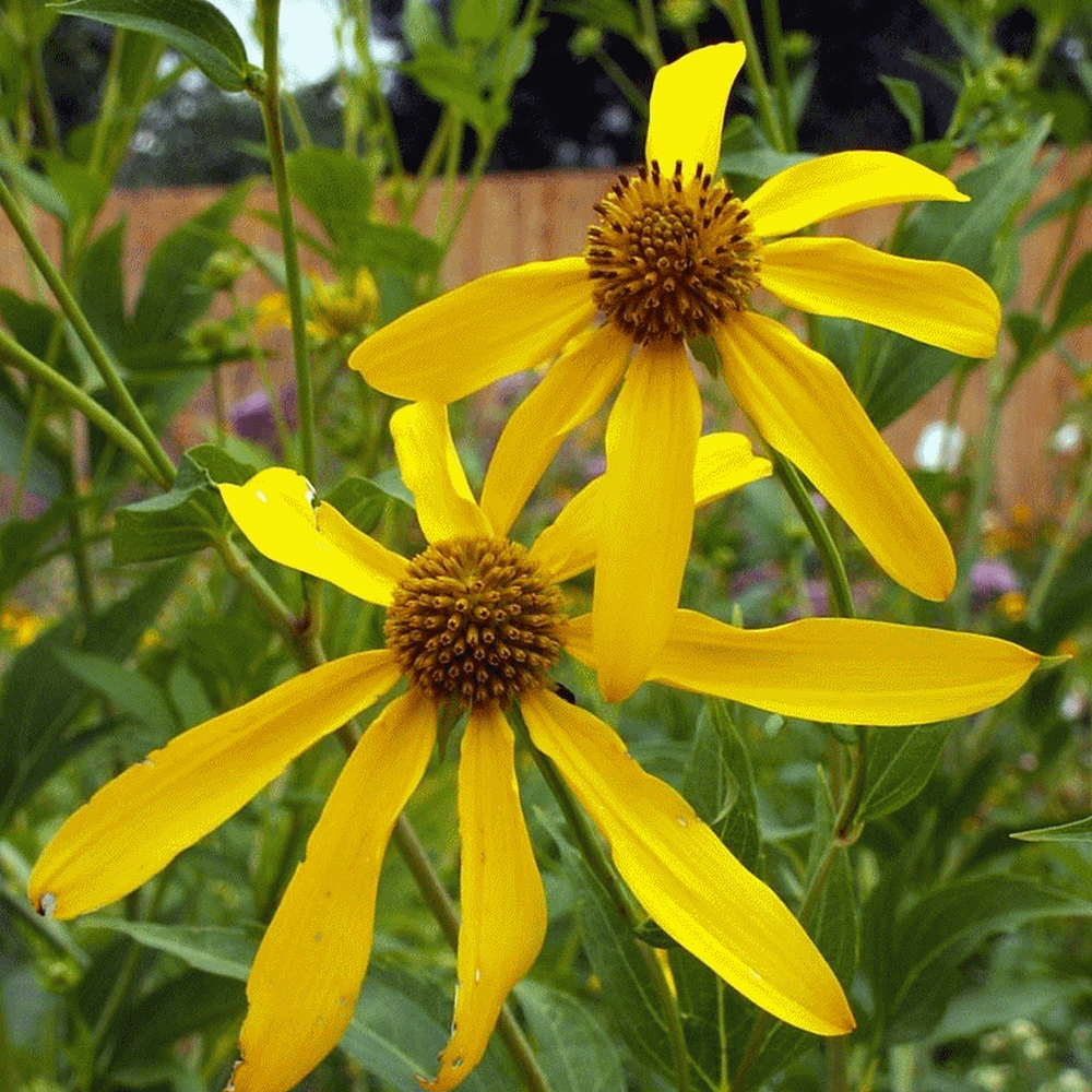 Rudbeckia lacinata - Cut Leaf Coneflower