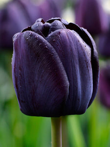 Naumkeag Tulip Bulbs - 2024 Preorder for Fall Planting