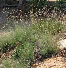 Bouteloua gracilis - Blue Grama Grass