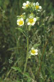 Drymocallis arguta - Prairie Cinquefoil