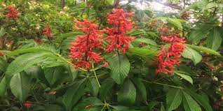 Aesculus pavia - Red Buckeye