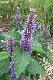 Agastache foeniculum - Anise Hyssop