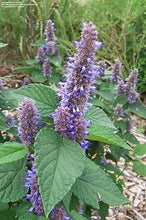 Load image into Gallery viewer, Agastache foeniculum - Anise Hyssop
