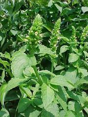 Agastache nepetoides - Yellow Hyssop