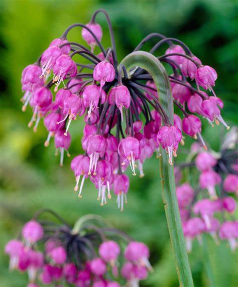 Allium cernuum - Nodding Onion