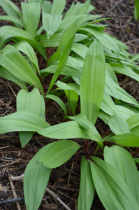 Allium tricoccum - Ramps