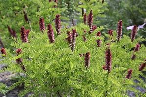 Amorpha nana - Fragrant False Indigo