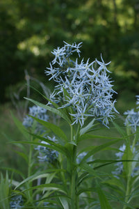 Amsonia illustris - Shining Bluestar