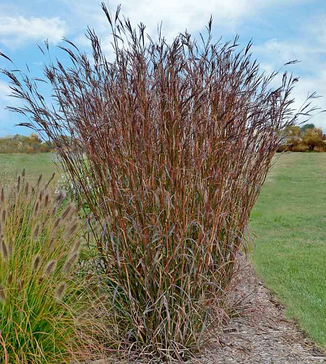 Andropogon geradii - Big Bluestem