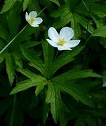 Anemone canadensis - Canada Anemone