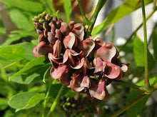 Load image into Gallery viewer, Apios americana - Groundnut
