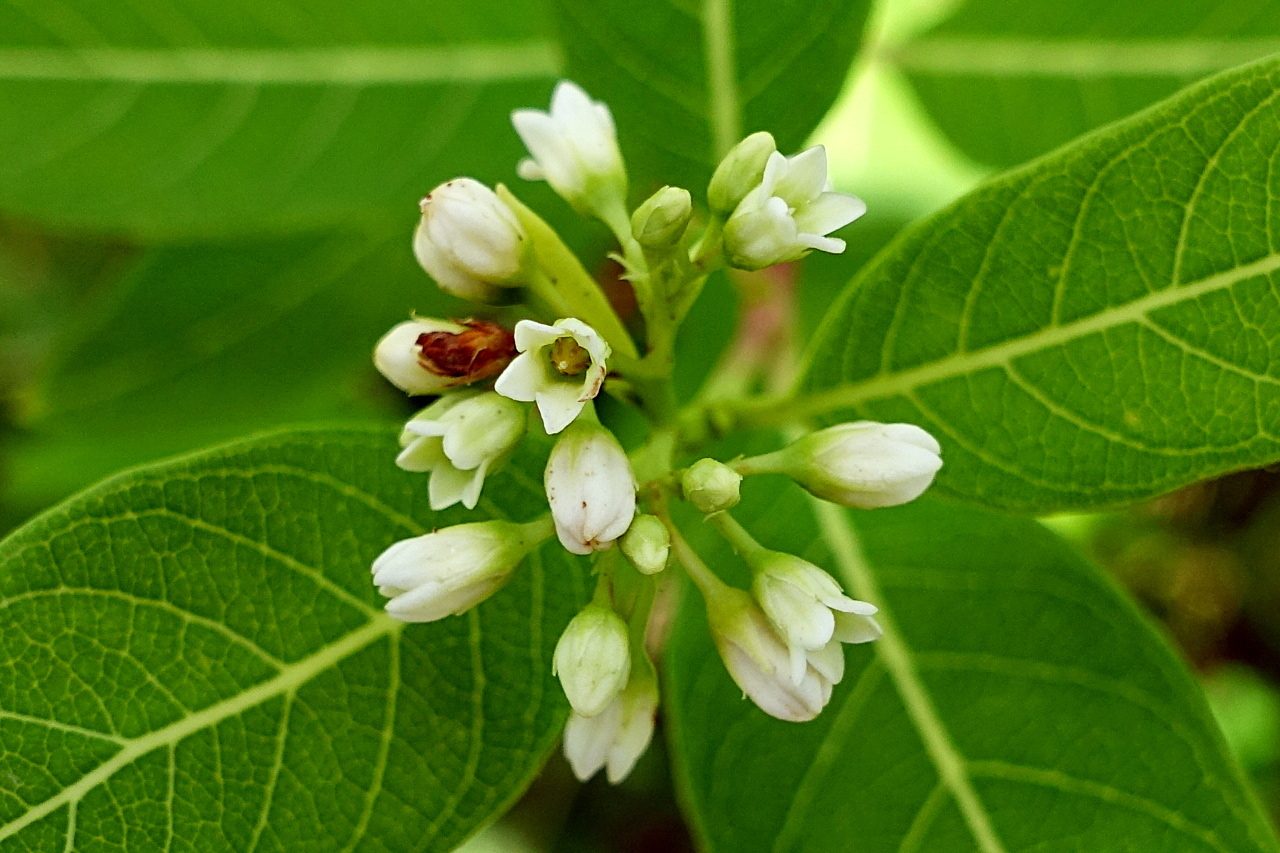 Apocynum cannabinum - Hemp