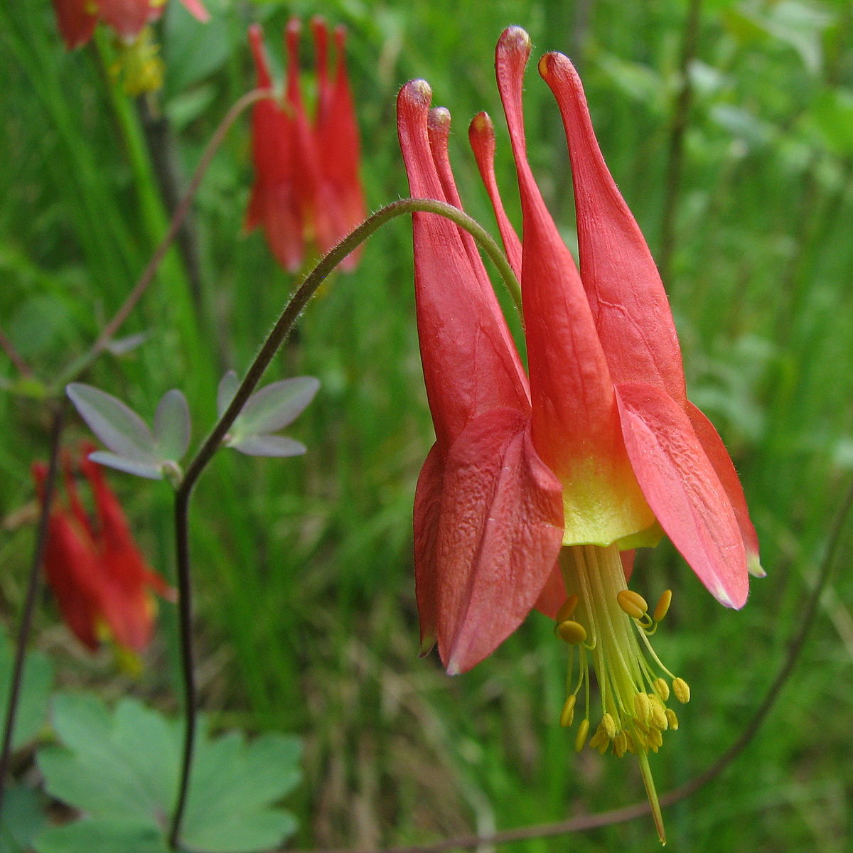 Aquilegia canadensis - Columbine