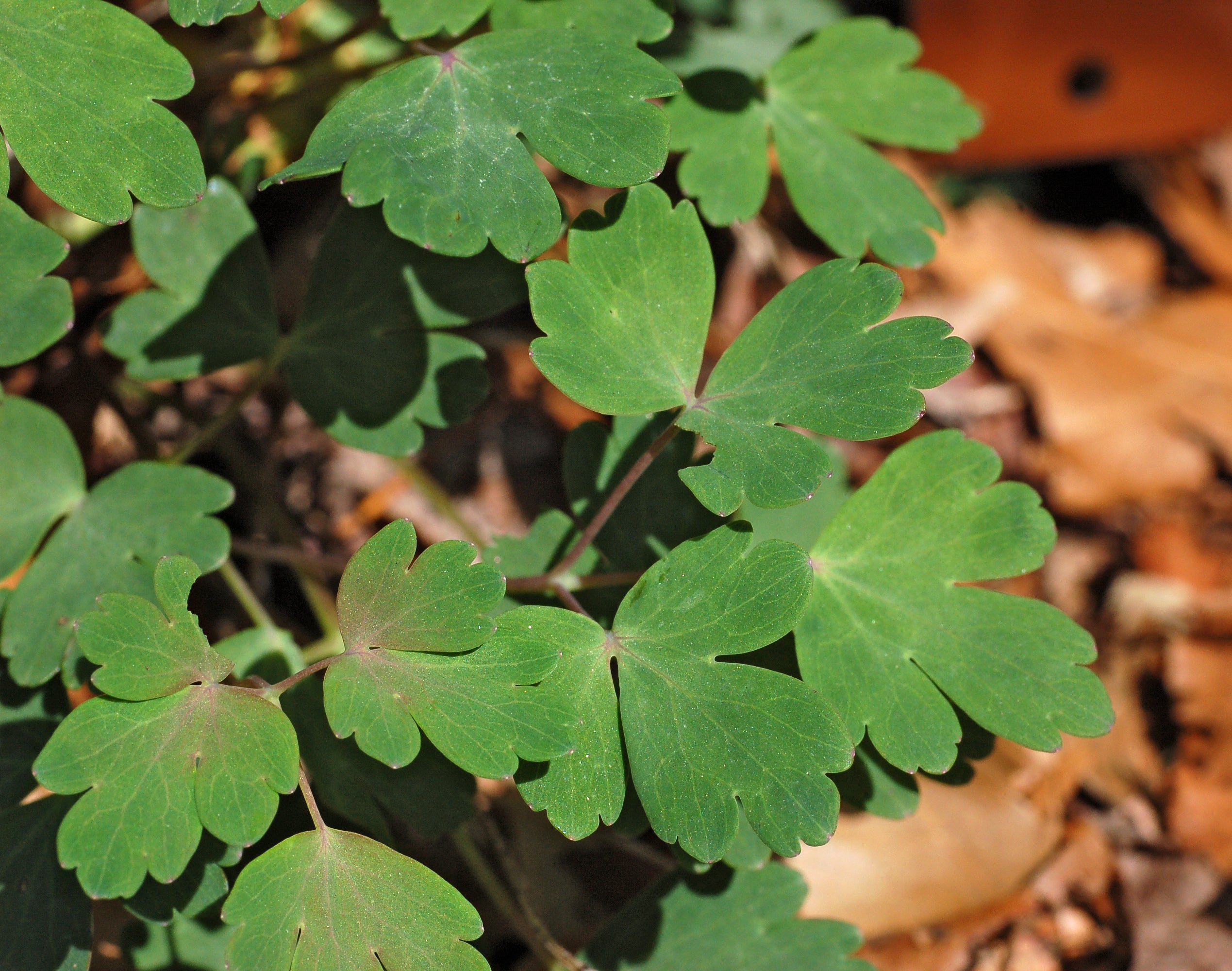 Aquilegia canadensis - Columbine