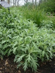 Artemisia ludoviciana - White Sagebrush