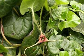 Asarum canadense - Wild Ginger