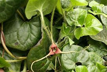 Load image into Gallery viewer, Asarum canadense - Wild Ginger
