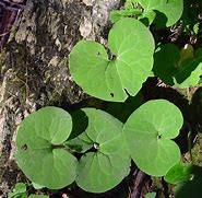 Asarum canadense - Wild Ginger