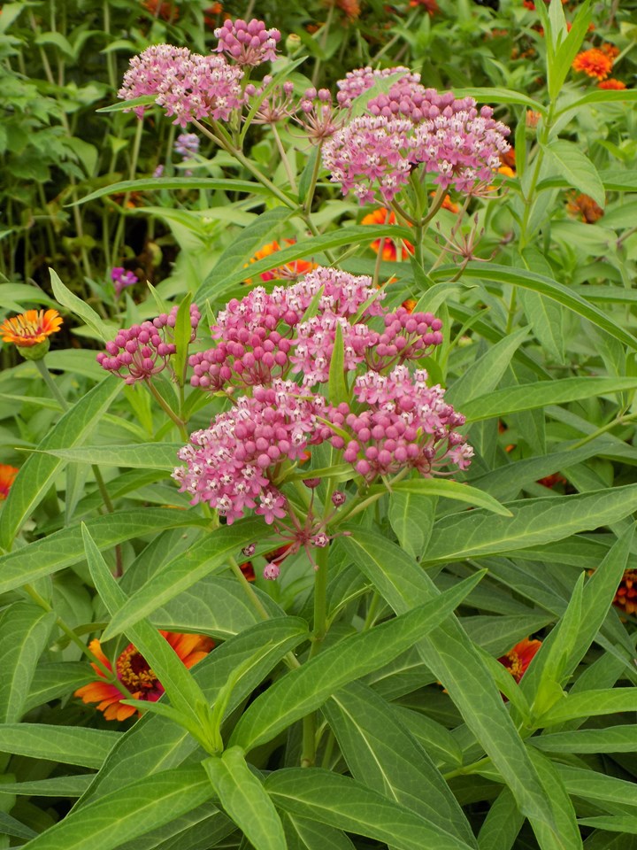 Asclepias incarnata - Swamp Milkweed