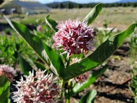 Asclepias speciosa - Showy Milkweed