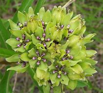 Asclepias viridis - Green Flowered Milkweed