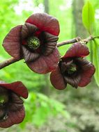 Asimina triloba - Paw Paw