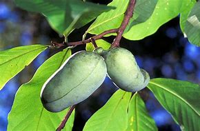 Asimina triloba - Paw Paw