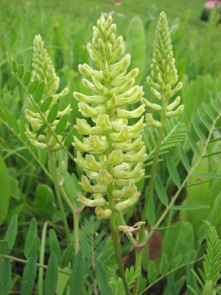 Astragalus canadensis - Canada Milk Vetch