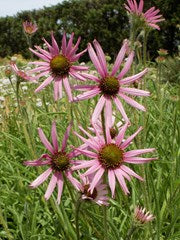 Echinacea tennesseenis - Tennessee Coneflower