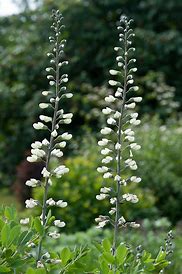 Baptisia alba - White Indigo