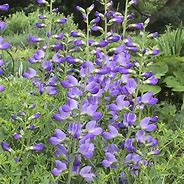 Baptisia australis - Blue False Indigo