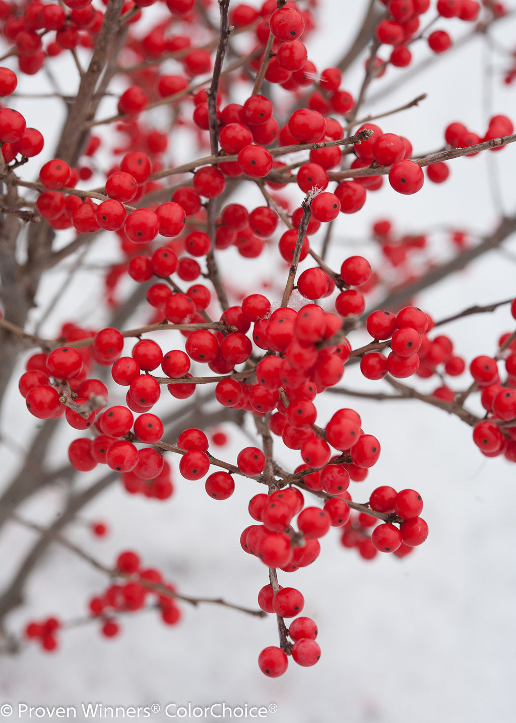 Ilex verticillata - Winterberry