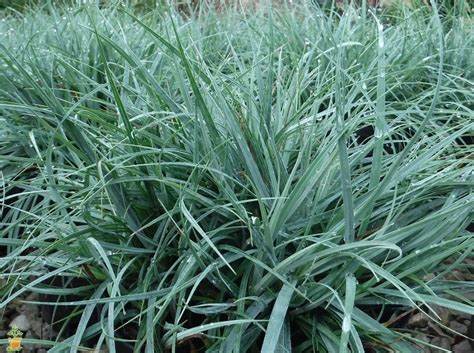 Carex flacca 'Blue Zinger' - Blue Zinger Sedge (Non-native)