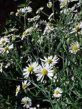 Load image into Gallery viewer, Boltonia asteroides - False Aster
