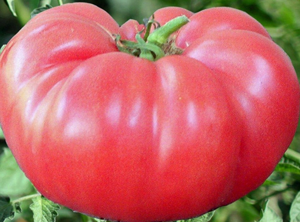 Tomato - Pink Brandywine Heirloom