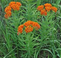 Asclepias tuberosa - Butterfly Milkweed