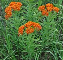 Load image into Gallery viewer, Asclepias tuberosa - Butterfly Milkweed

