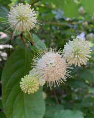 Cephalanthus occidentalis - Buttonbush