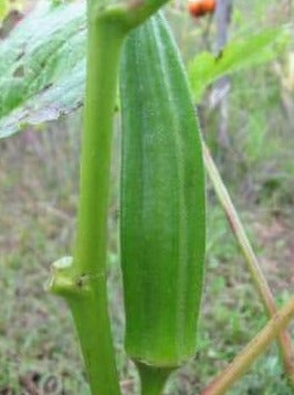 Okra - Cajun Jewel