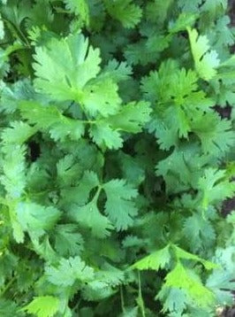 Cilantro - Calypso