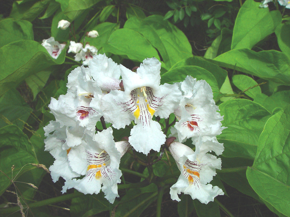 Catalpa speciosa - Catalpa
