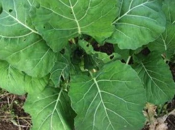 Collards - Champion