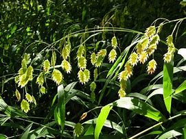 Chasmanthium latifolium - Northern Sea Oats