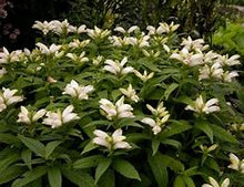 Load image into Gallery viewer, Chelone glabra - White Turtlehead
