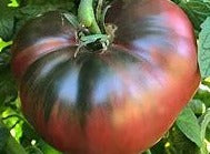 Tomato - Cherokee Purple Heirloom