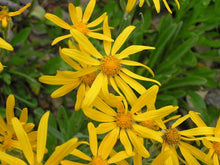 Load image into Gallery viewer, Chrysopsis villosa - Hairy Golden Aster
